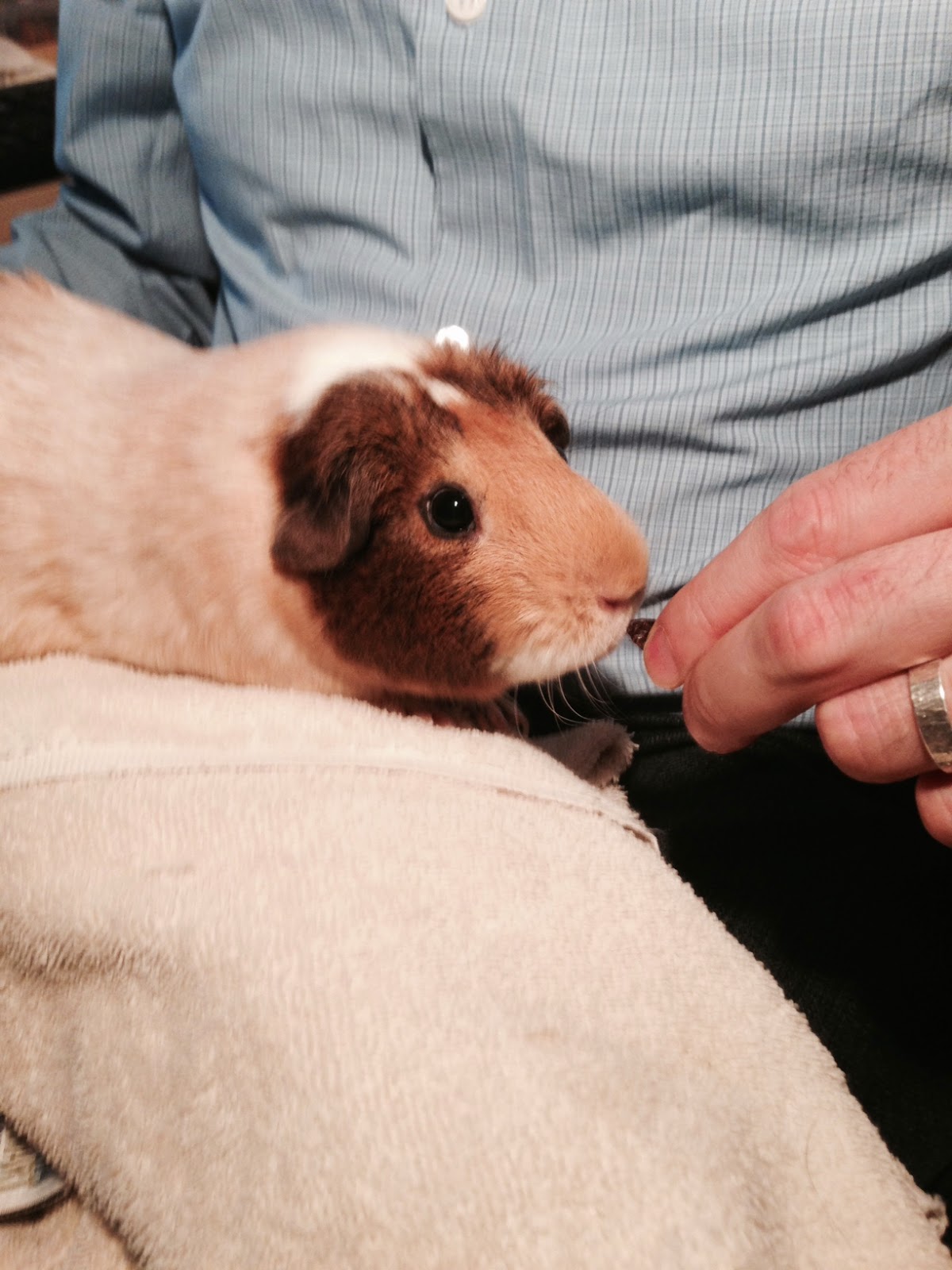 Can guinea pigs have raisins best sale